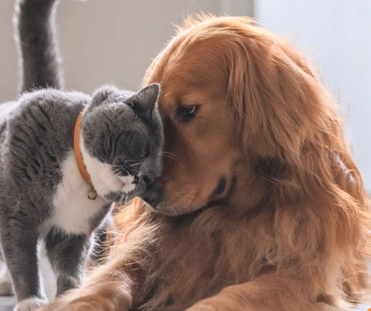 How to Best Keep Your Furry Friend Safe While Traveling